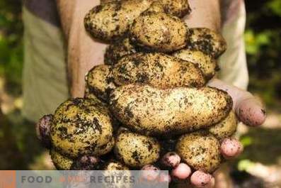 Kartupeļi: ieguvumi un kaitējums organismam