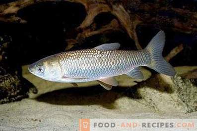 Baltās Amūras zivis: labums un kaitējums