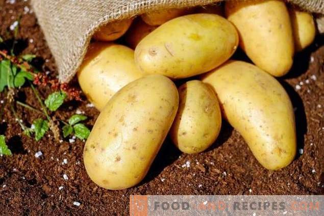 Lēti līdzekļi kartupeļu sagatavošanai slimībām un kaitēkļiem