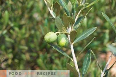 Kā ražot olīveļļu