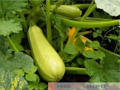 Squashes: health benefits and harm