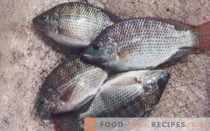 Zivis tilapija: labums un kaitējums