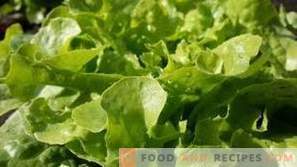 Kā uzglabāt lapu salātus