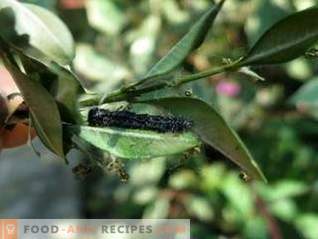Lepidocīds ir efektīvs līdzeklis pret lapu ēšanas kaitēkļiem