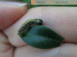 Lepidocīds ir efektīvs līdzeklis pret lapu ēšanas kaitēkļiem